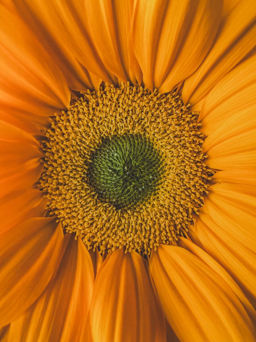 Vibrant orange flower with a textured green and yellow center.